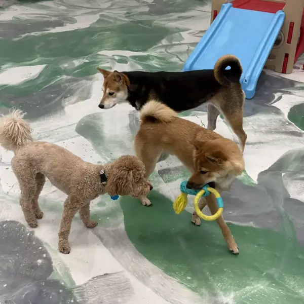 Boarding stay at K9 Rox Club Las Vegas